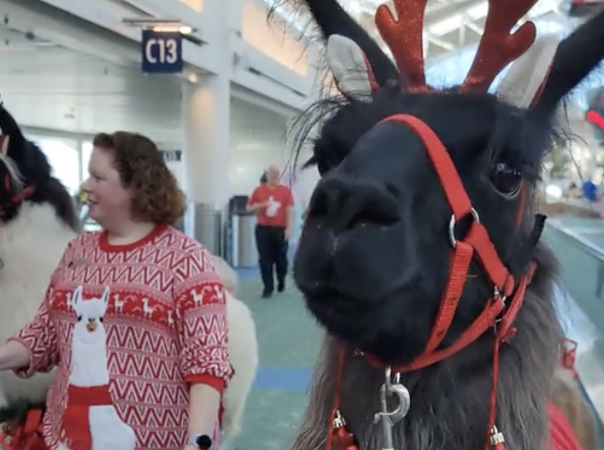 (Video) Llamas caminan por el aeropuerto de Portland para desestresar a pasajeros