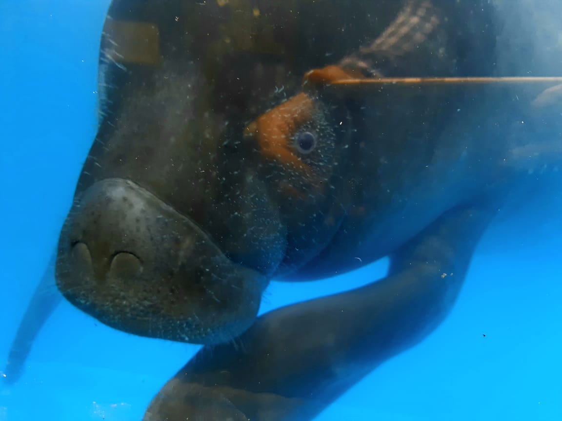 Murió ‘Lluvia’ la manatí que había sido rescatada del tráfico ilegal de fauna