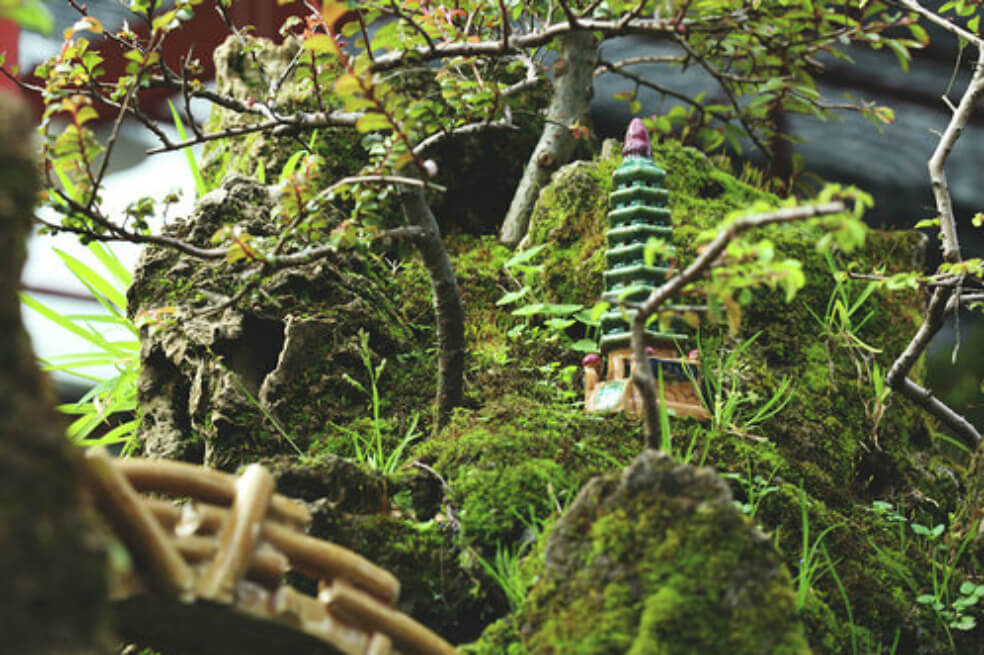 Esta semana arranca la Exposición de Bonsáis 2019, en el Jardín Botánico de Bogotá