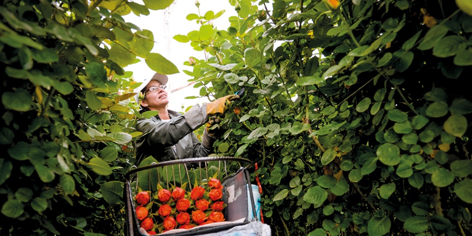Así es un día en la vida de una recolectora de rosas