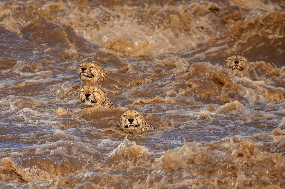 "Esta imagen fue tomada en enero de 2020 en Masai Mara, Kenia, y muestra la famosa coalición de cinco guepardos machos que cruzan el inundado río Talek en medio de unas condiciones de lluvia intempestivas y torrenciales", dijo la fotógrafa Buddhilini De Soyza.