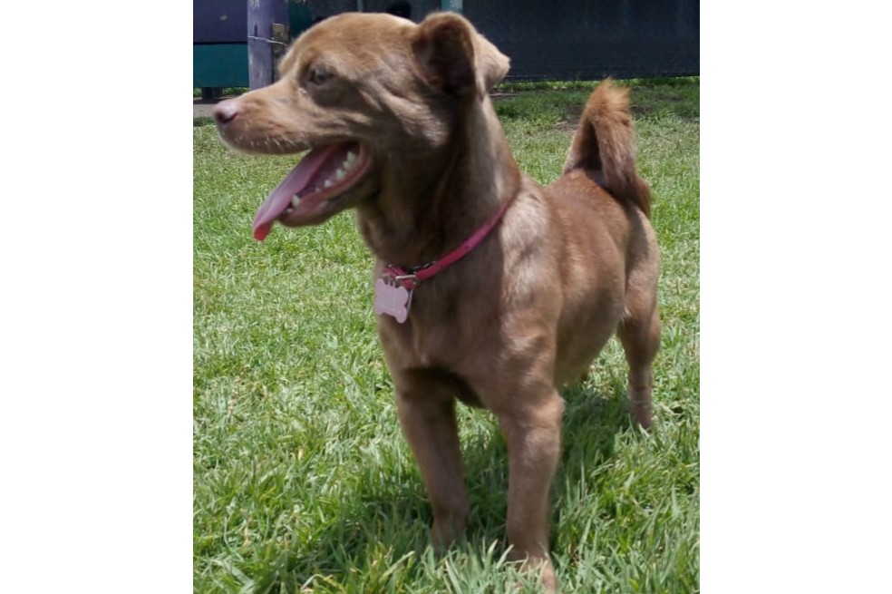 Encontraron a Miel: perrita desaparecida en el barrio Cedritos en Bogotá