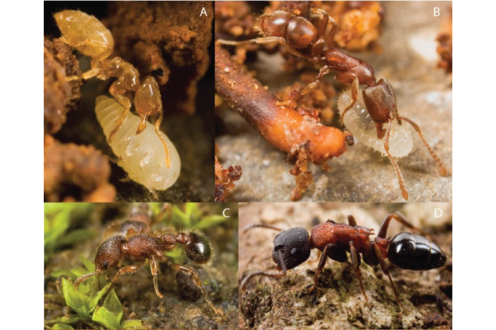 Insectos que viven en islas sufren mayor declive: este es el caso de las hormigas de Fiyi