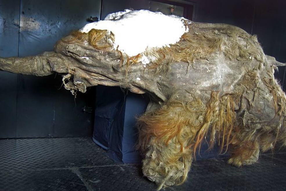 Un grupo de científicos logra activar células de mamut de 28.000 años de edad