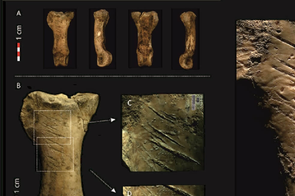 Encuentran el último collar de los neandertales, hecho de garras de águila hace 39 mil años