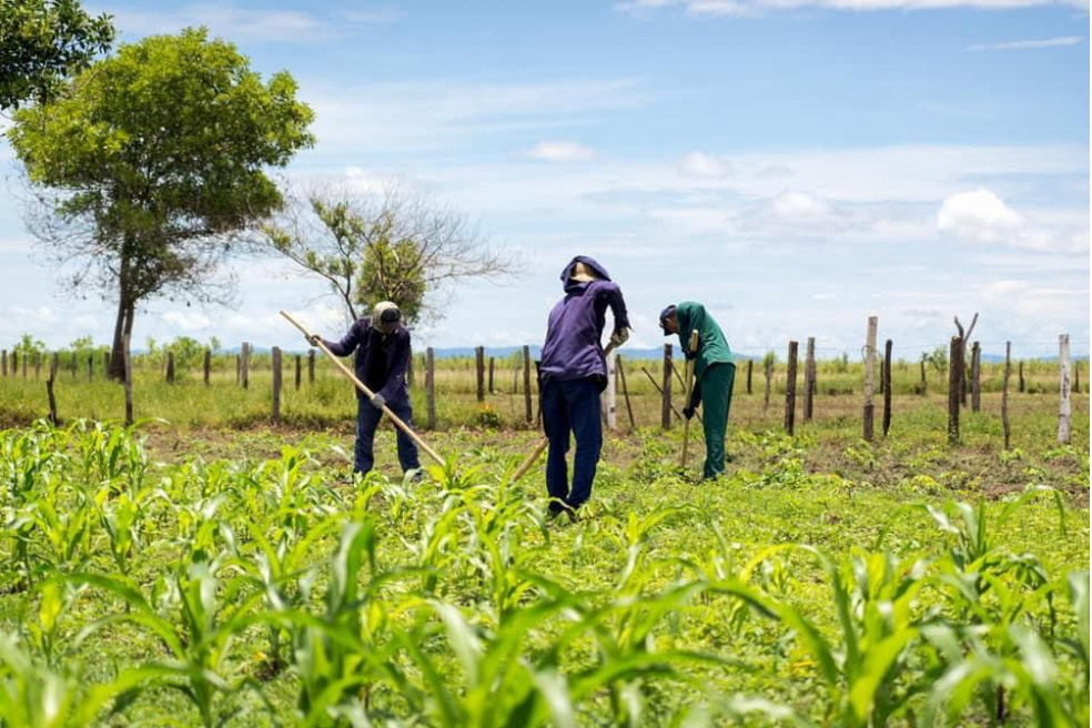 Forestales, soya, arroz, maíz y marañón son los principales cultivos del departamento del Vichada.