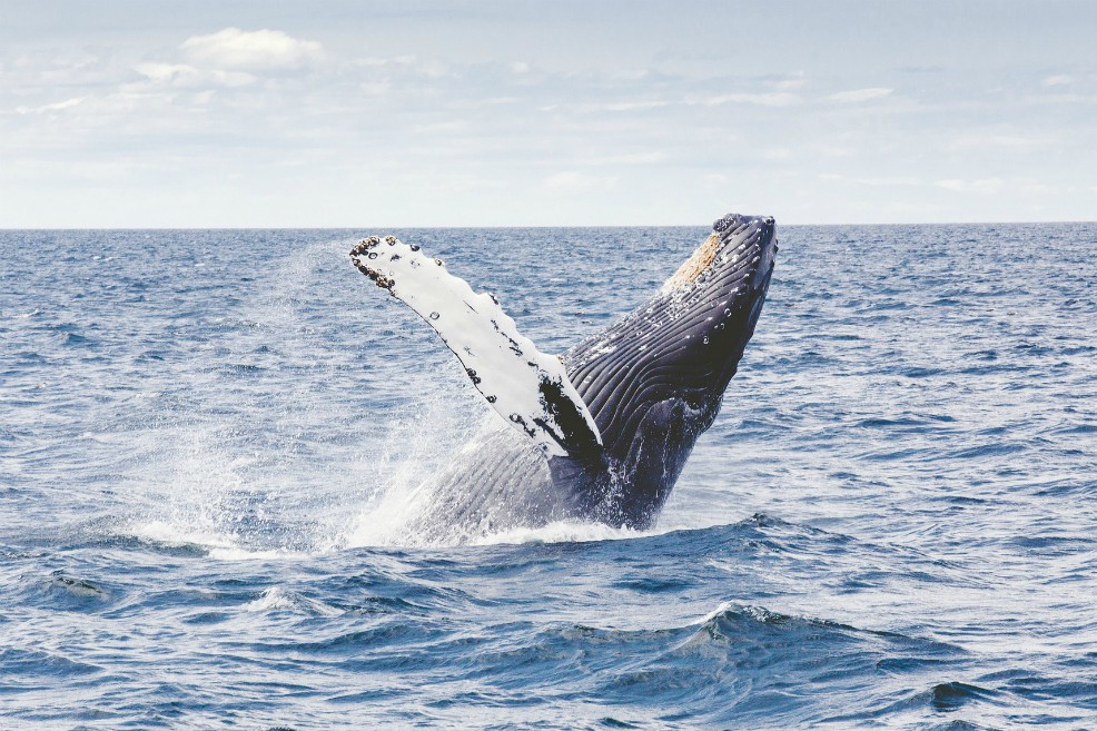 Ballenas se alejan y guardan silencio cuando se acerca un barco