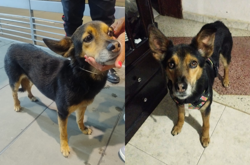 Lola, perrita rescatada en TransMilenio, se escapó y la están buscando en Kennedy
