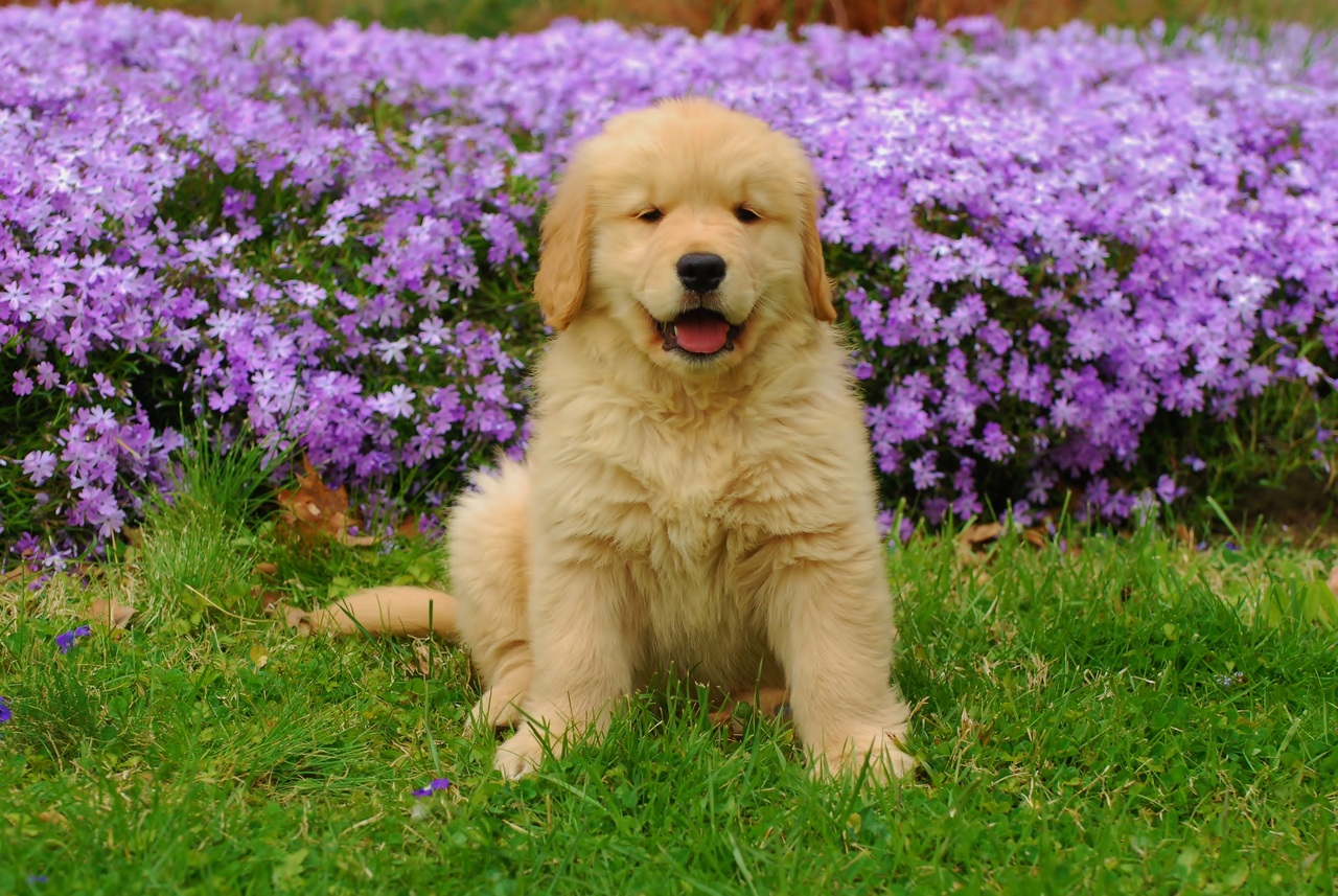¿Qué se le puede dar a un perro si tiene fiebre? Esto dicen los expertos