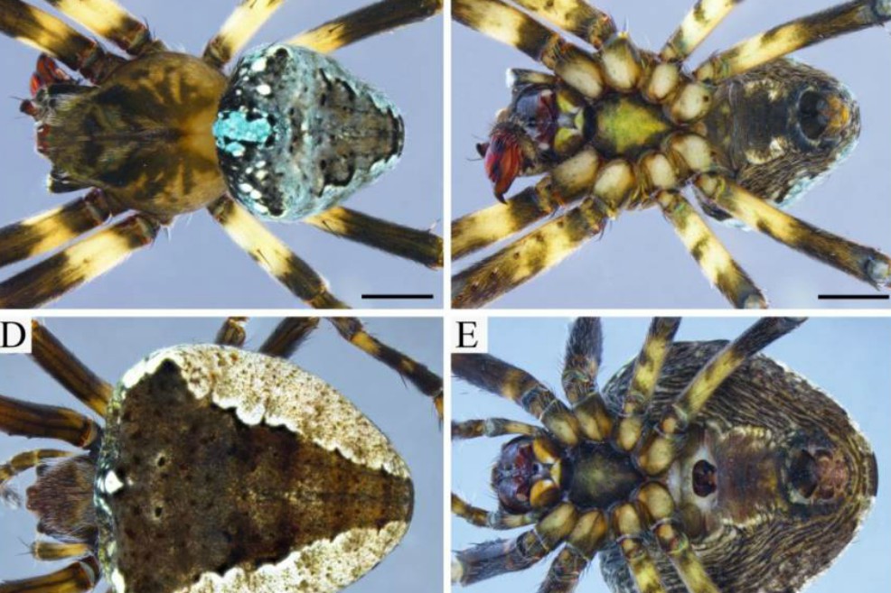 Imagen de la araña  "Ocrepeira klamt". Arriba se observa a un ejemplar macho. Abajo a una hembra.