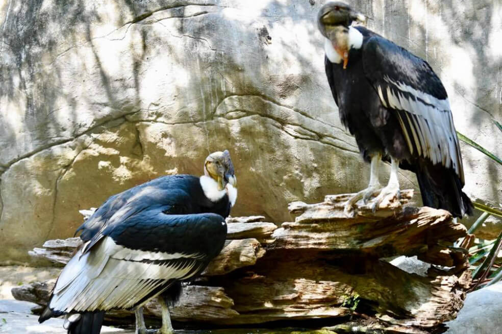 Muere el polluelo de cóndor andino que nació en el Aviario Nacional