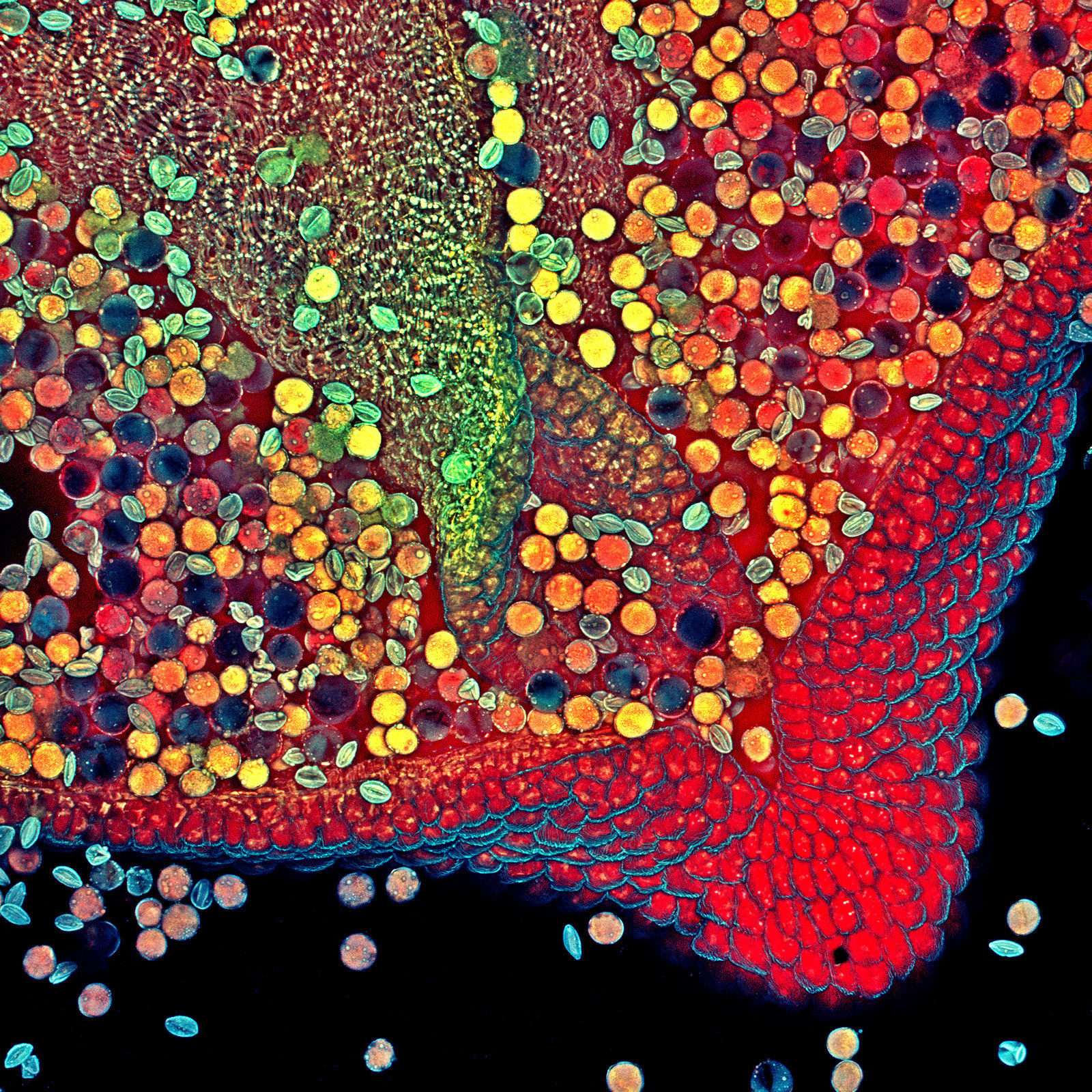 El sexto lugar se lo llevó la macrofotografía de la antera de una flor de la planta de Herbe. Decenas de colores pueden verse en el diminuto fragmento.