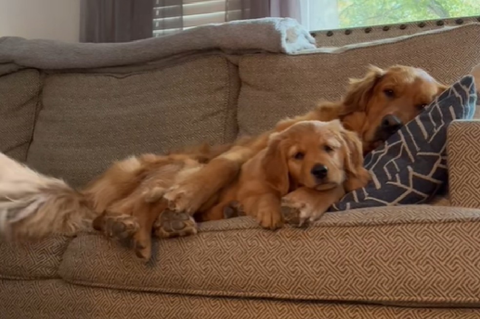 (Video) La inesperada reacción de un perrito al ver un nuevo cachorro en casa