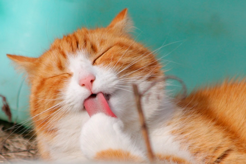 Como saber cuando cambiar la arena de tu gato
