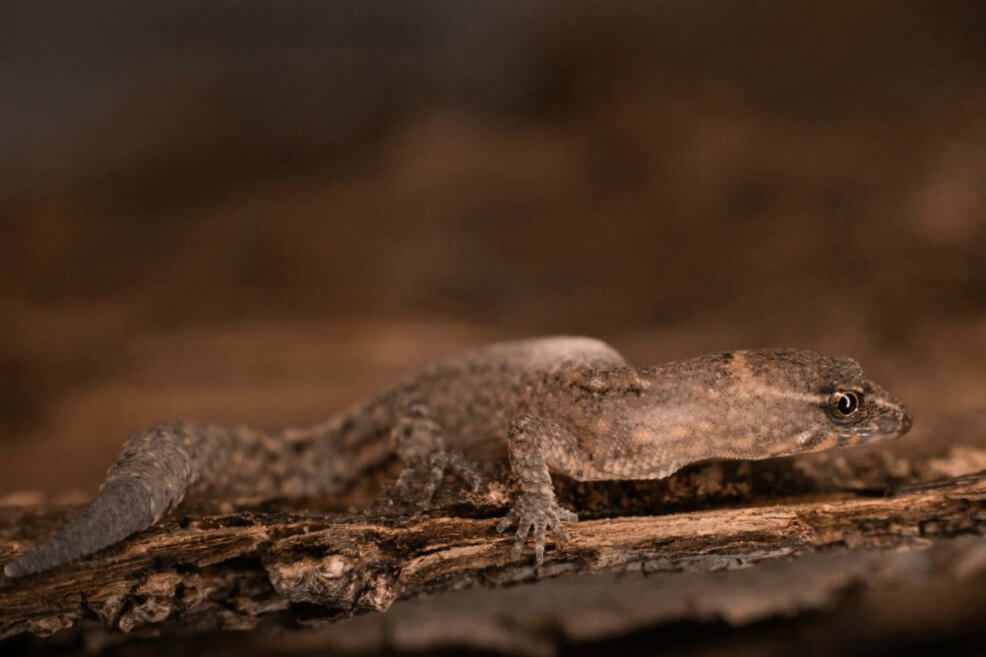 Registran el lagarto más pequeño del mundo en el parque Tayrona