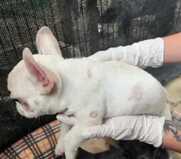 Rescatan de un criadero ilegal a 16 perros que se encontraban en malas condiciones