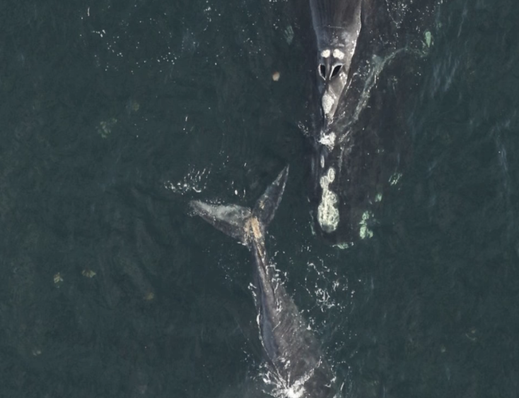 Investigan muerte de ballena franca en Estados Unidos