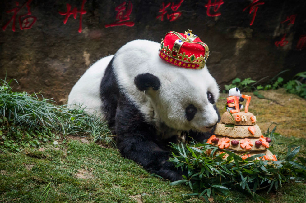 El panda más viejo del mundo muere en China a los 37 años