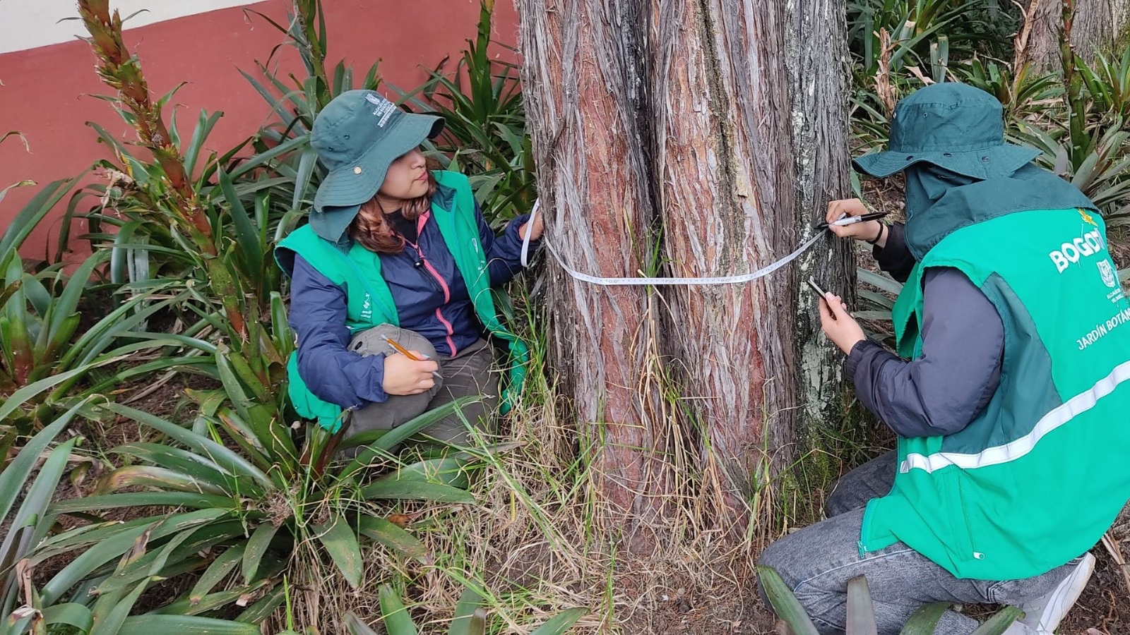 Así funciona el piloto para conocer la edad de tres árboles patrimonio en Bogotá