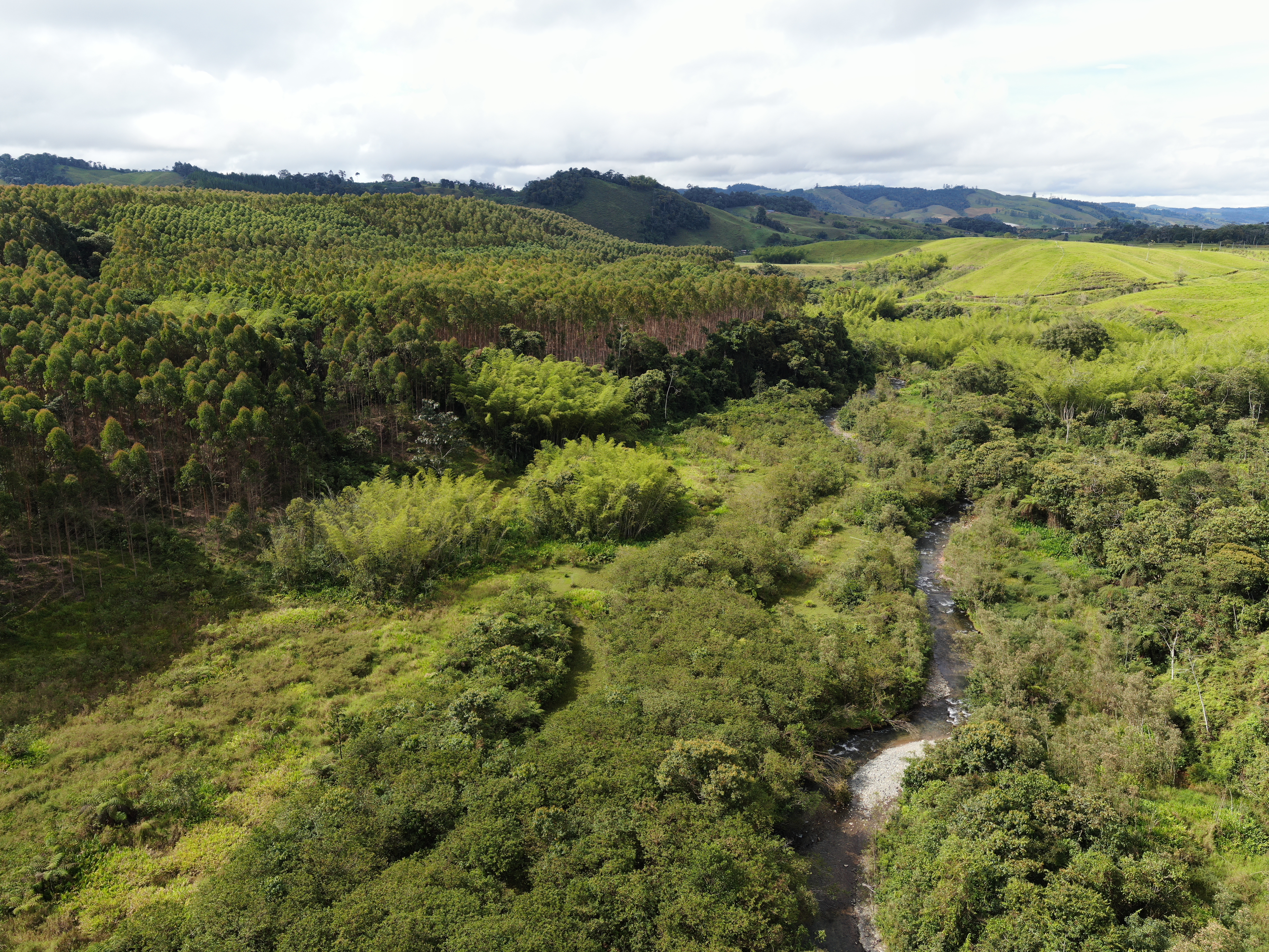 COLOMBIA: UN PAÍS DE VOCACIÓN FORESTAL