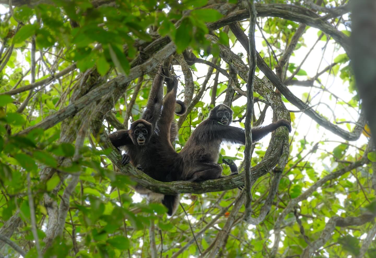 Los monos araña (Ateles hybridus) son unos de los 25 primates más amenazados en todo el mundo y el más amenazado en nuestro país.