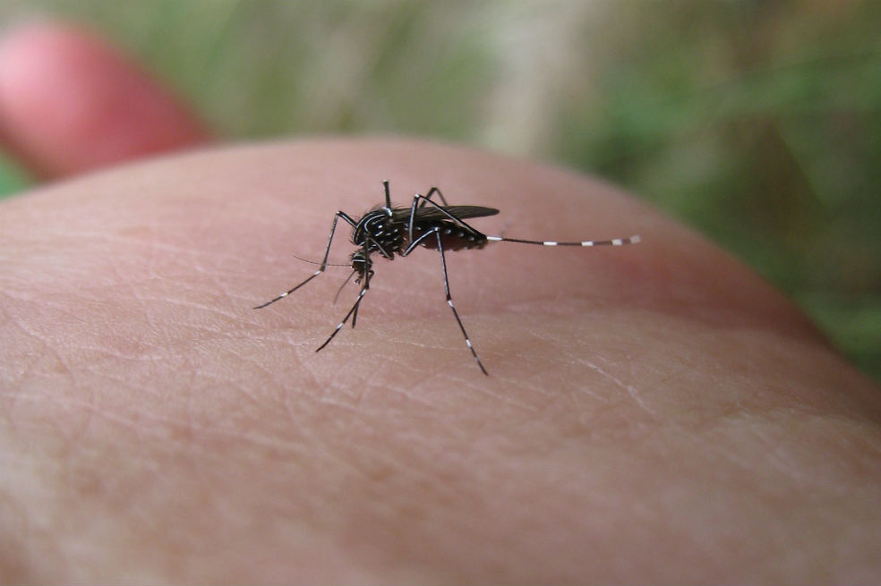 ¿Resurgirá la fiebre amarilla en Suramérica? El más completo estudio hasta el momento responde