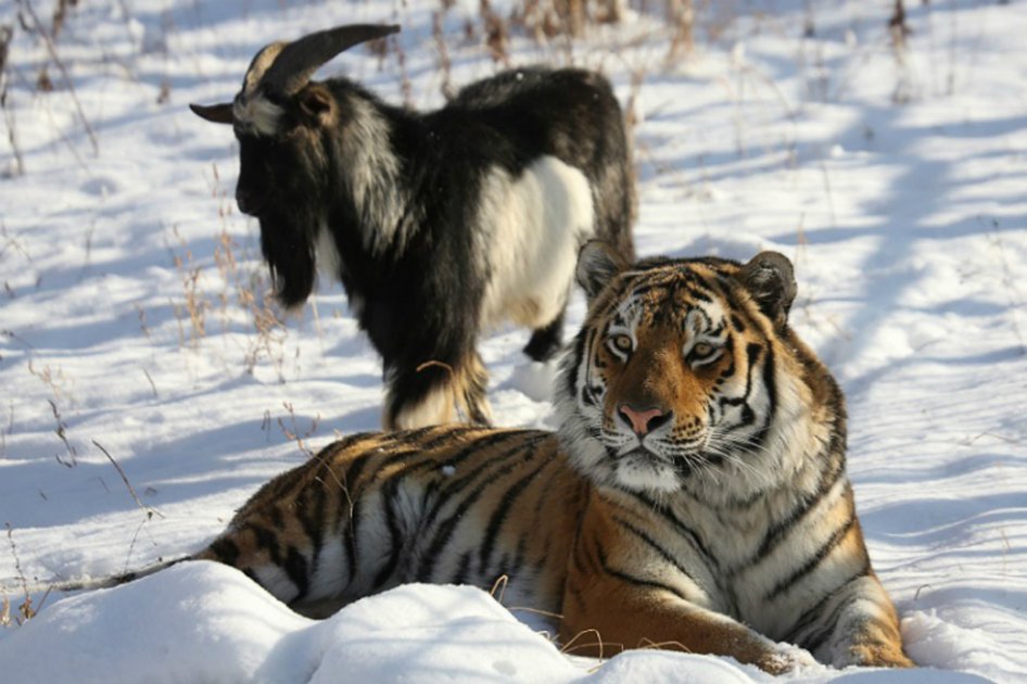 Un tigre se hace amigo de una cabra en zoológico de Rusia