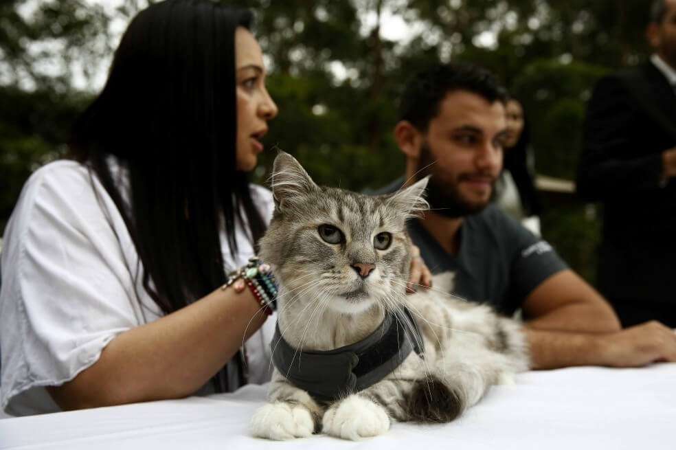 Por primera vez, implantan un marcapasos a un gato en Colombia