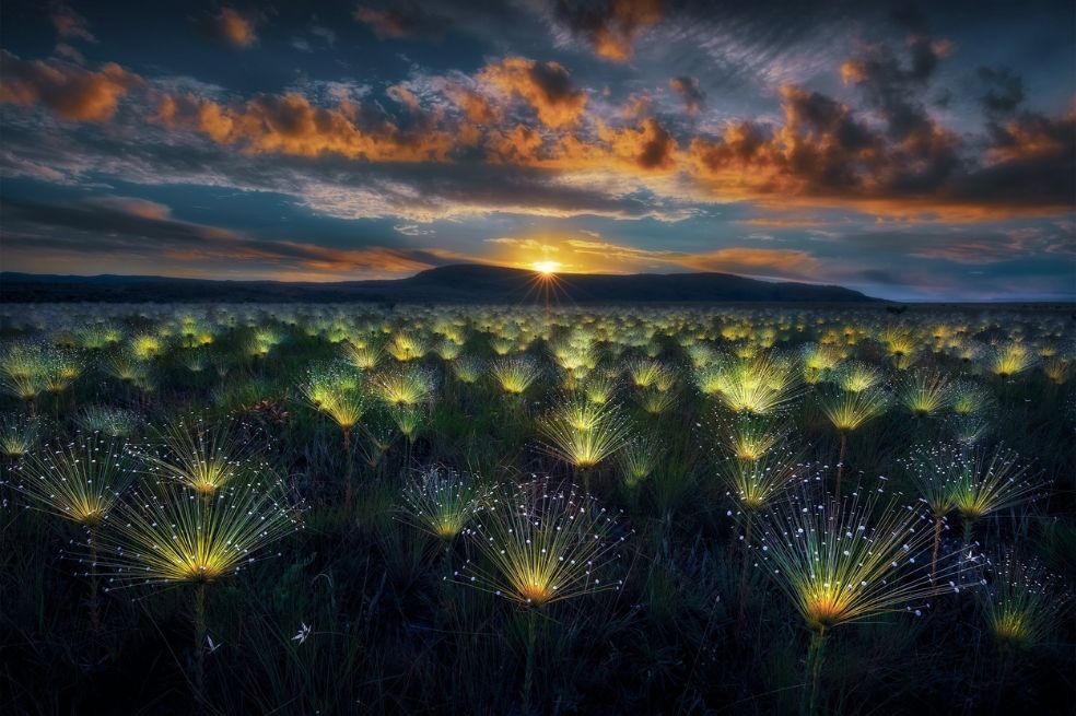 Categoría Plantas y hongos:
El ganador fue Marcio Esteves Cabral, de Brasil. 
"Capté la armonía entre el cielo intenso y estas plantas únicas a contraluz. Estas raras flores son parte del bioma del Cerrado, que está en riesgo de deforestación", explica el fotógrafo.