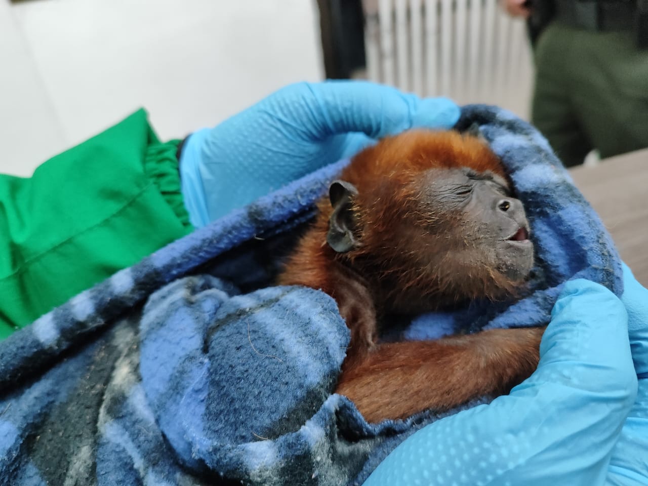 Mono aullador, loros y tortugas: recuperan animales víctimas de tráfico ilegal