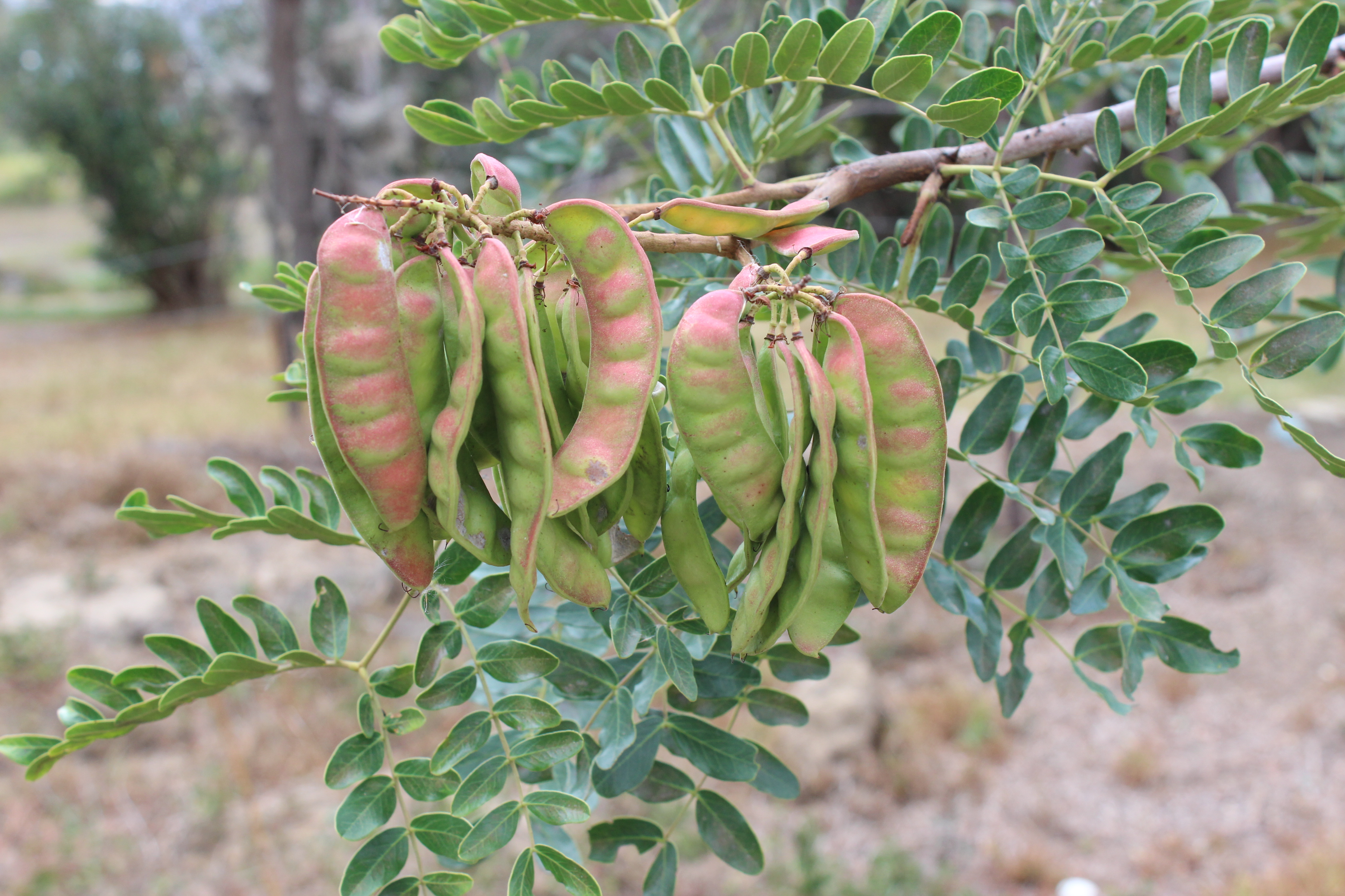 Siembra árbol nativo dividivi.