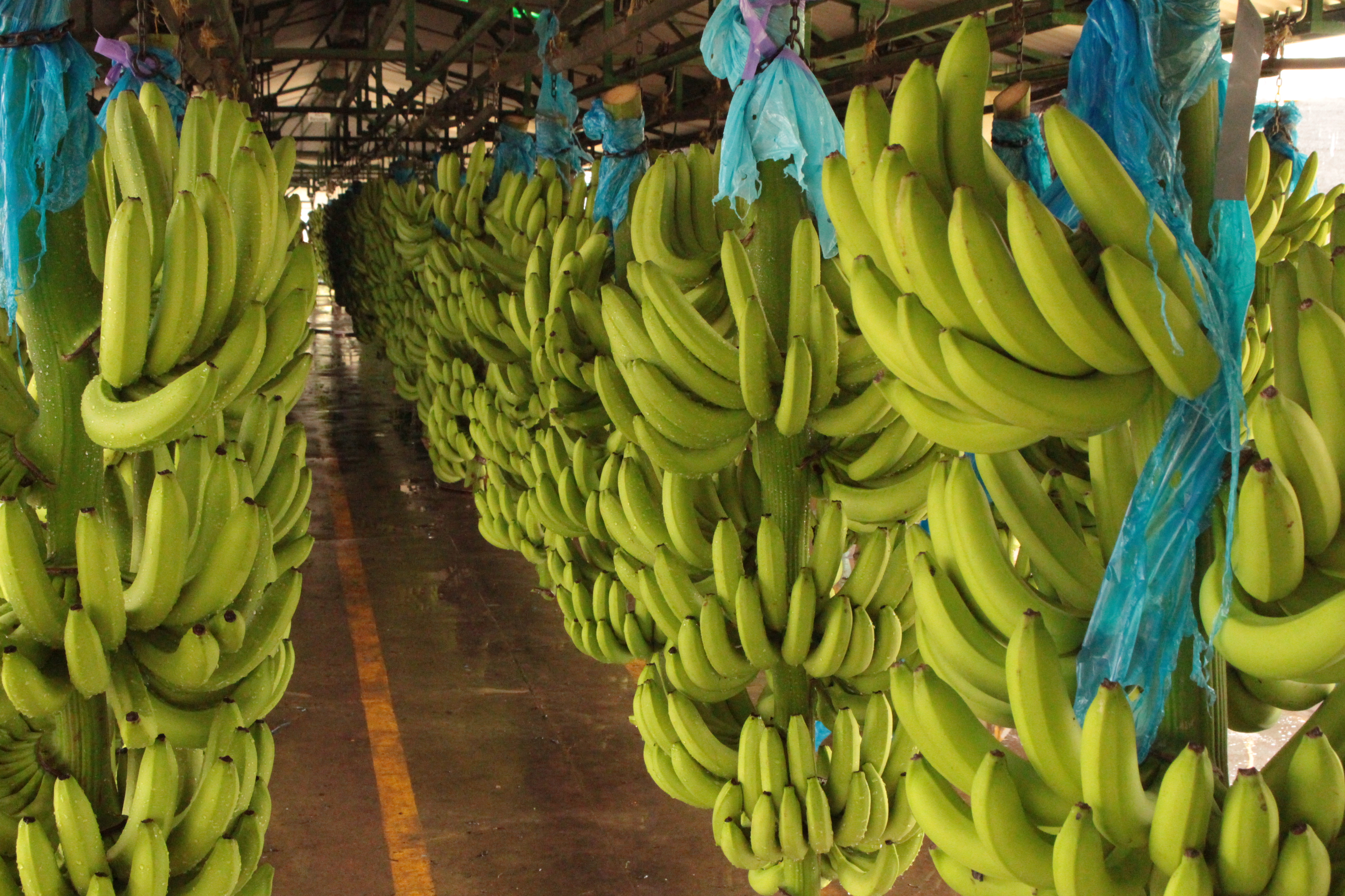Banano colombiano rompió récord de exportaciones y crecimiento en 2025: este es el panorama