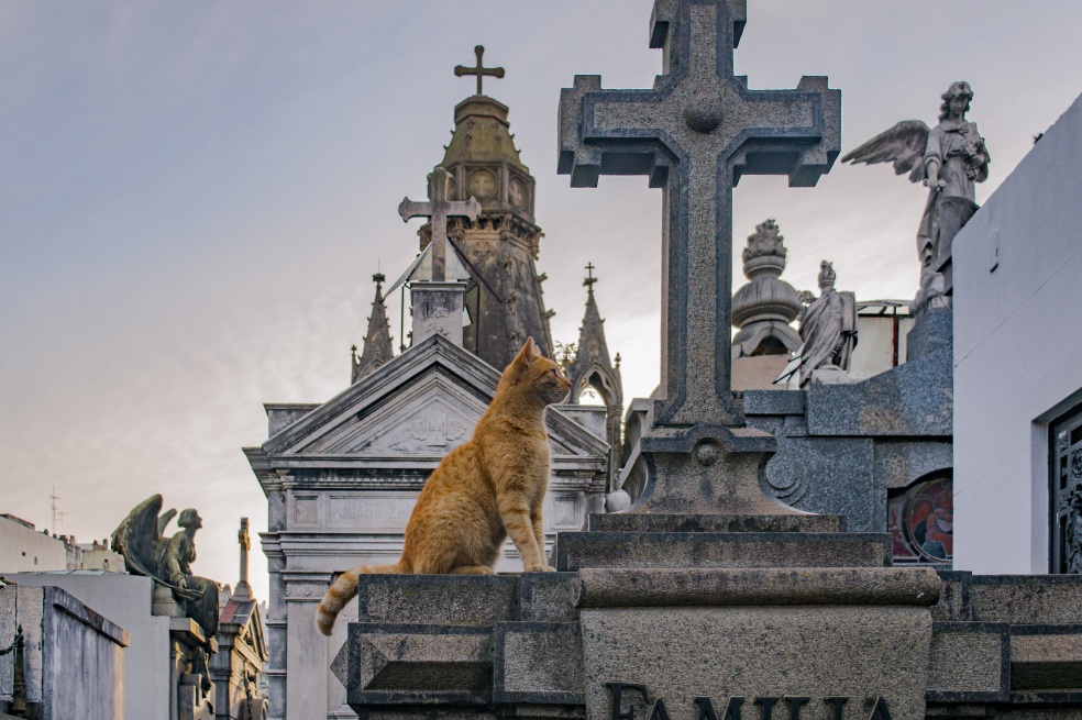 ¿Van al cielo las mascotas, tienen alma?