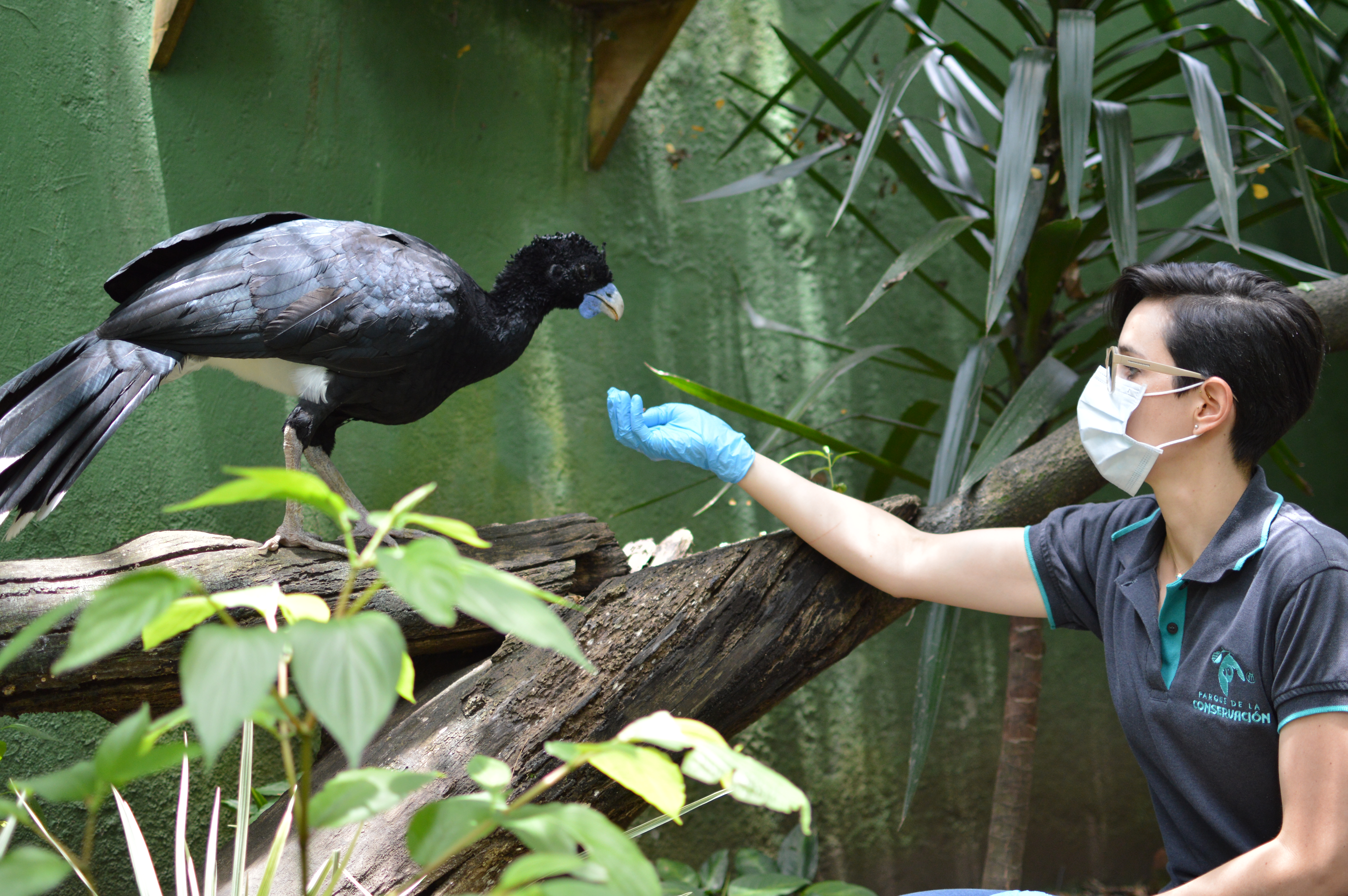 Las aves suelen ser de las especies más perjudicadas por la quema de pólvora en diciembre.