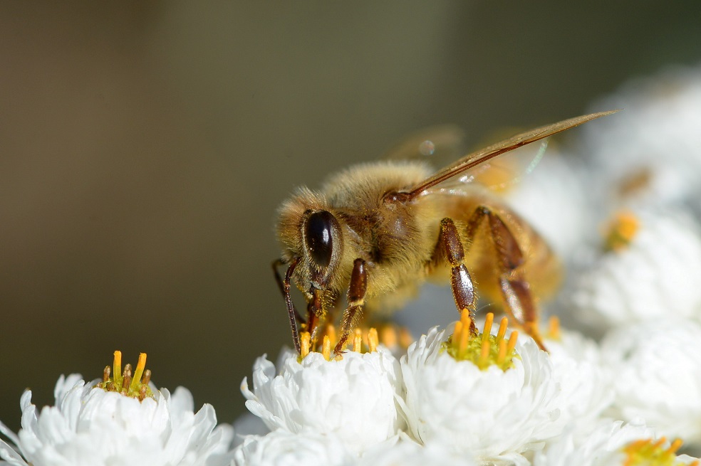 Crean vacuna para proteger a las abejas