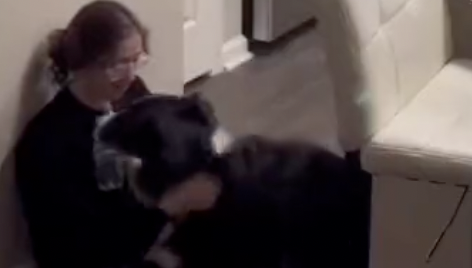 (Video) Perrito le lleva medicamentos a su dueña enferma y la salva de un desmayo