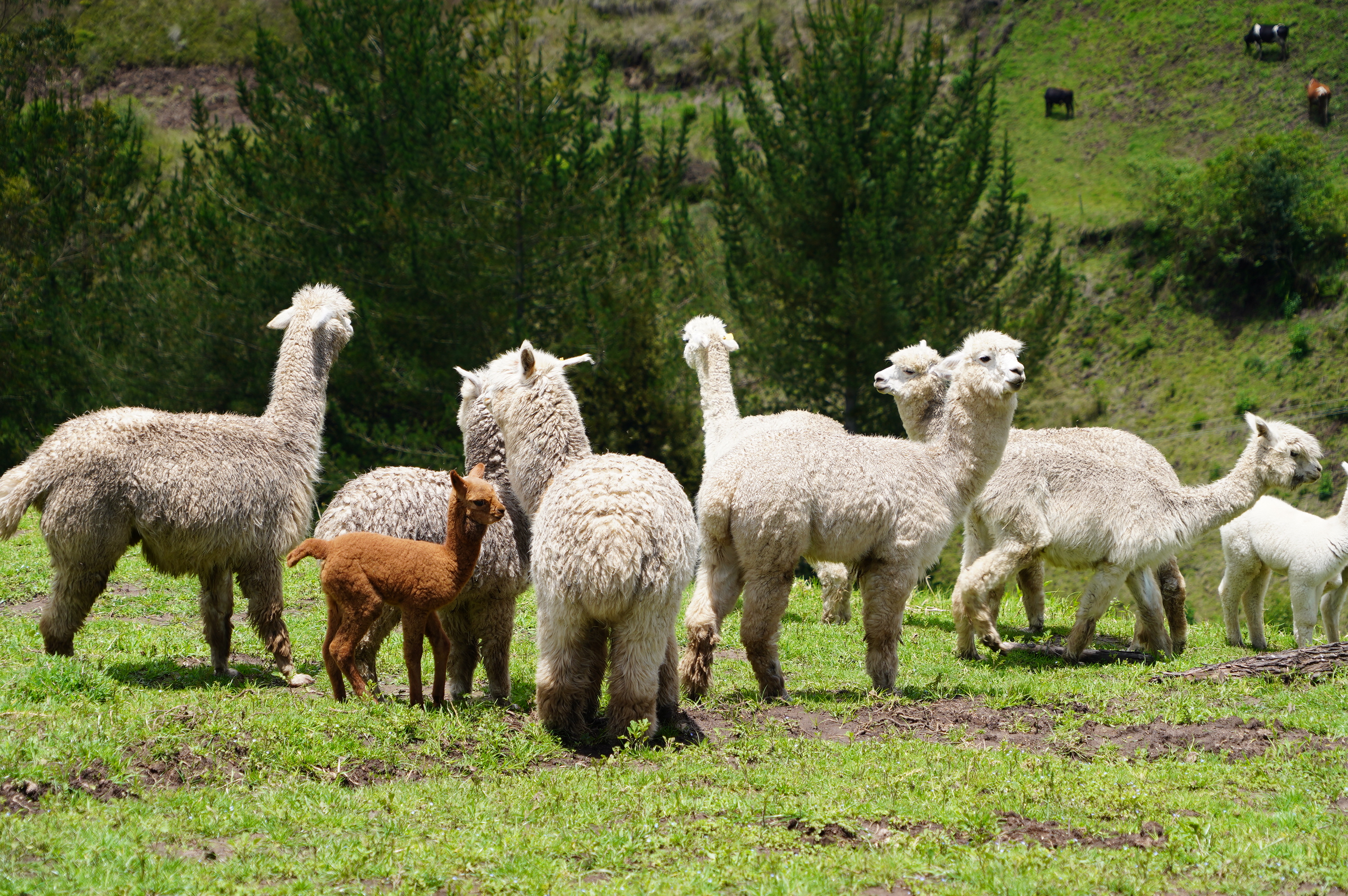 Las alpacas regresan a repoblar la frontera andina de Colombia y Ecuador