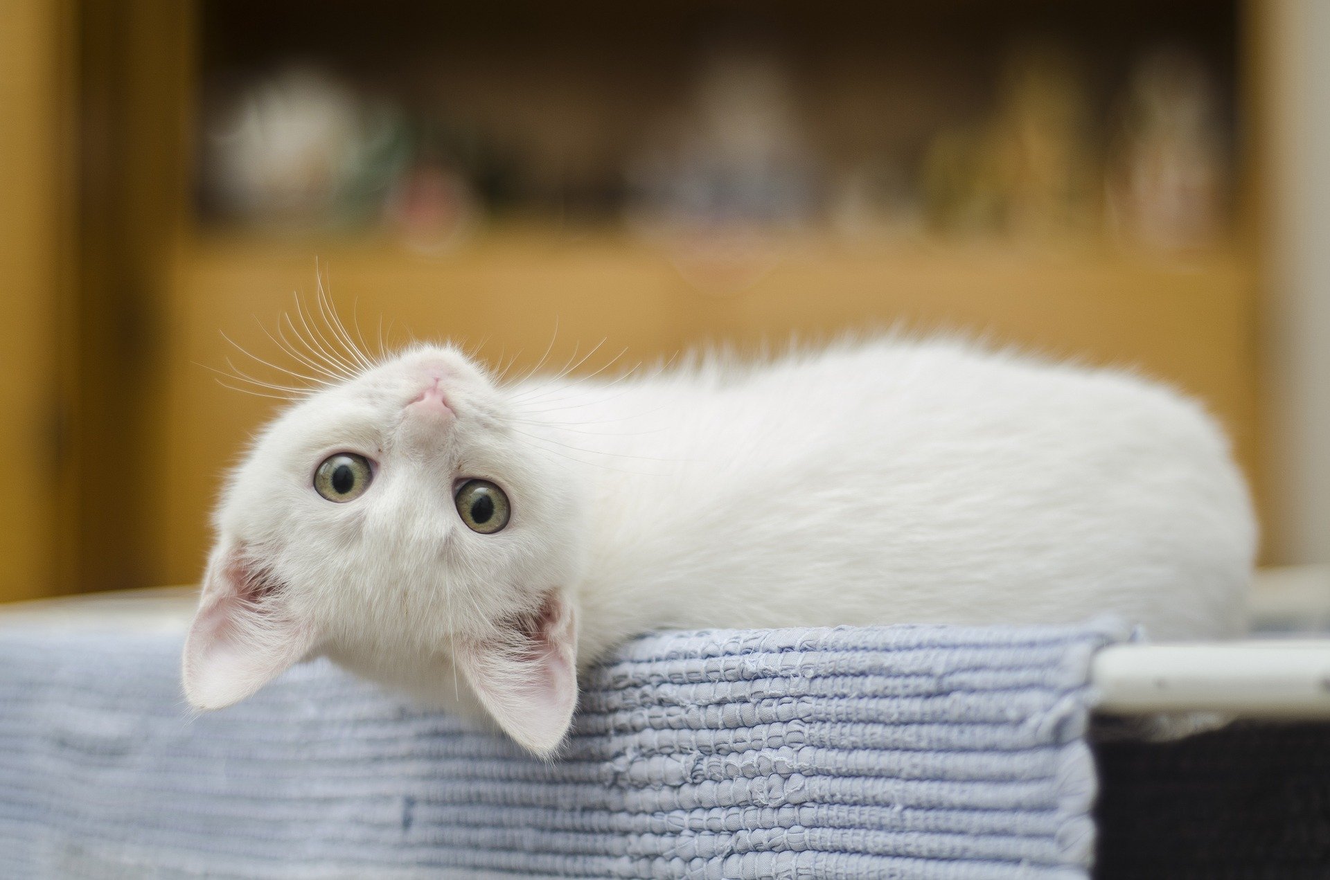 Los mejores nombres para gatos en este 2022