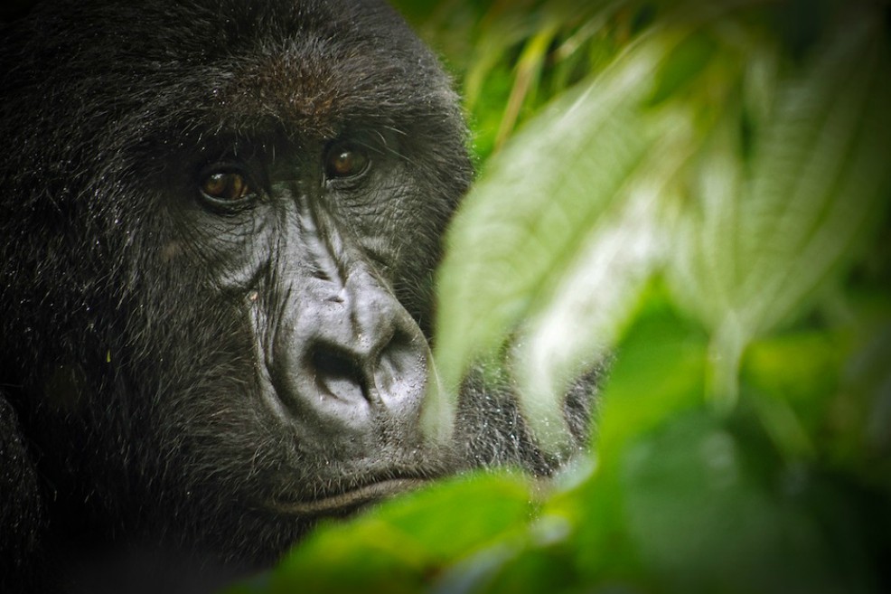 Por dos secuestros y un asesinato cierran Virunga, el parque de gorilas en África