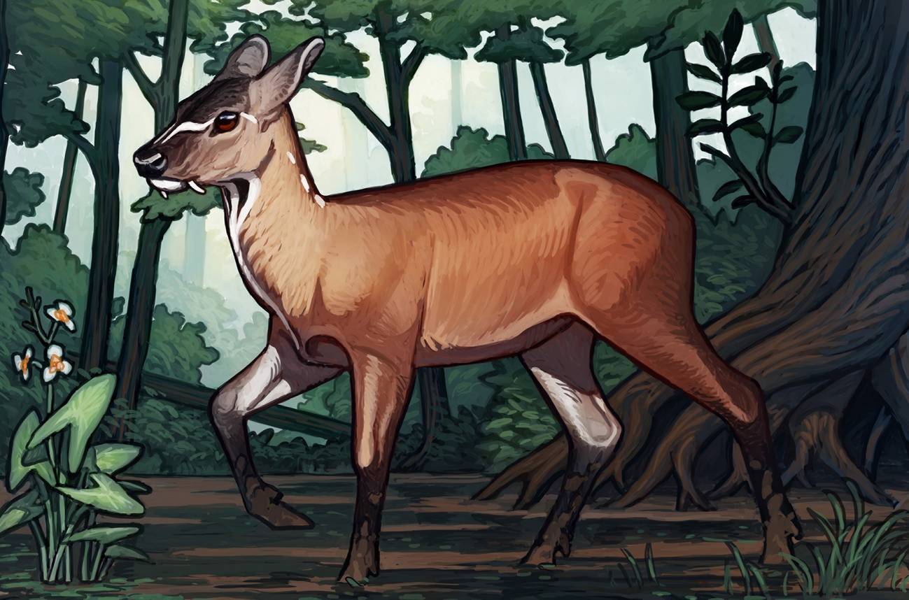 Fósiles del ‘Amphimoschus’ revelan claves sobre la evolución de los rumiantes