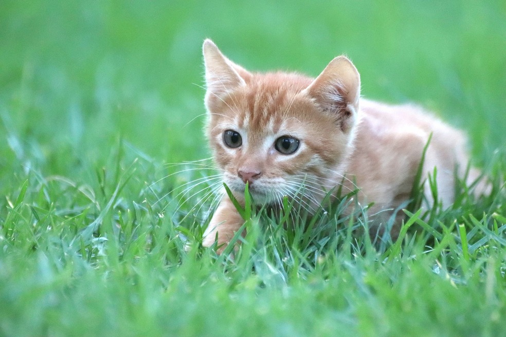 ¿Cómo evitar que mi gato se escape de la casa? Estos son algunos consejos