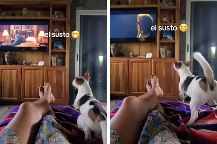 “Casi le da un infarto”: un perrito pasa tremendo susto al ver película de terror