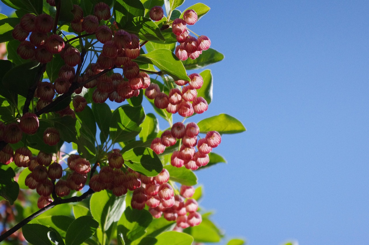 Enkianthus: una de las plantas más elegantes para tener en su jardín