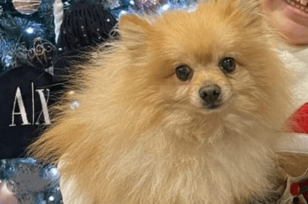 Ladrones devuelven un perrito robado tras la angustia de una niña con discapacidad