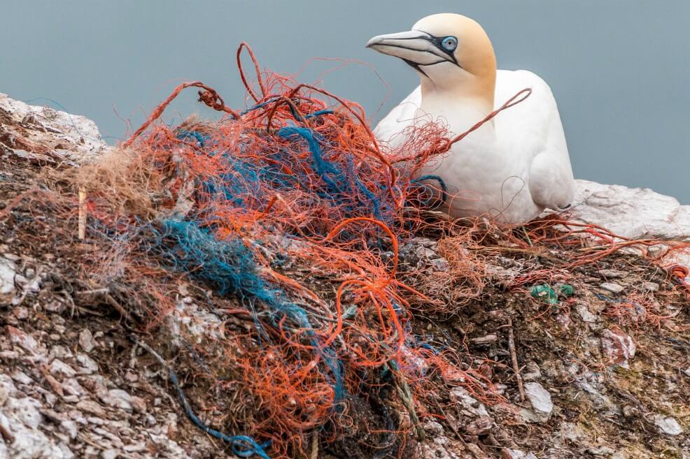 Ingerir una sola pieza de plástico representa un riesgo de muerte de 20% para aves