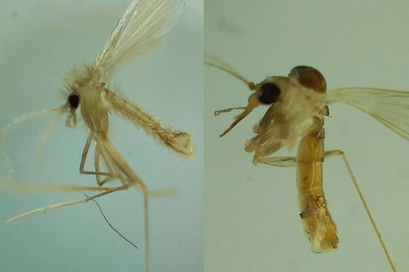 Identifican ocho especies de insectos vectores de leishmaniasis en la Amazonia colombiana
