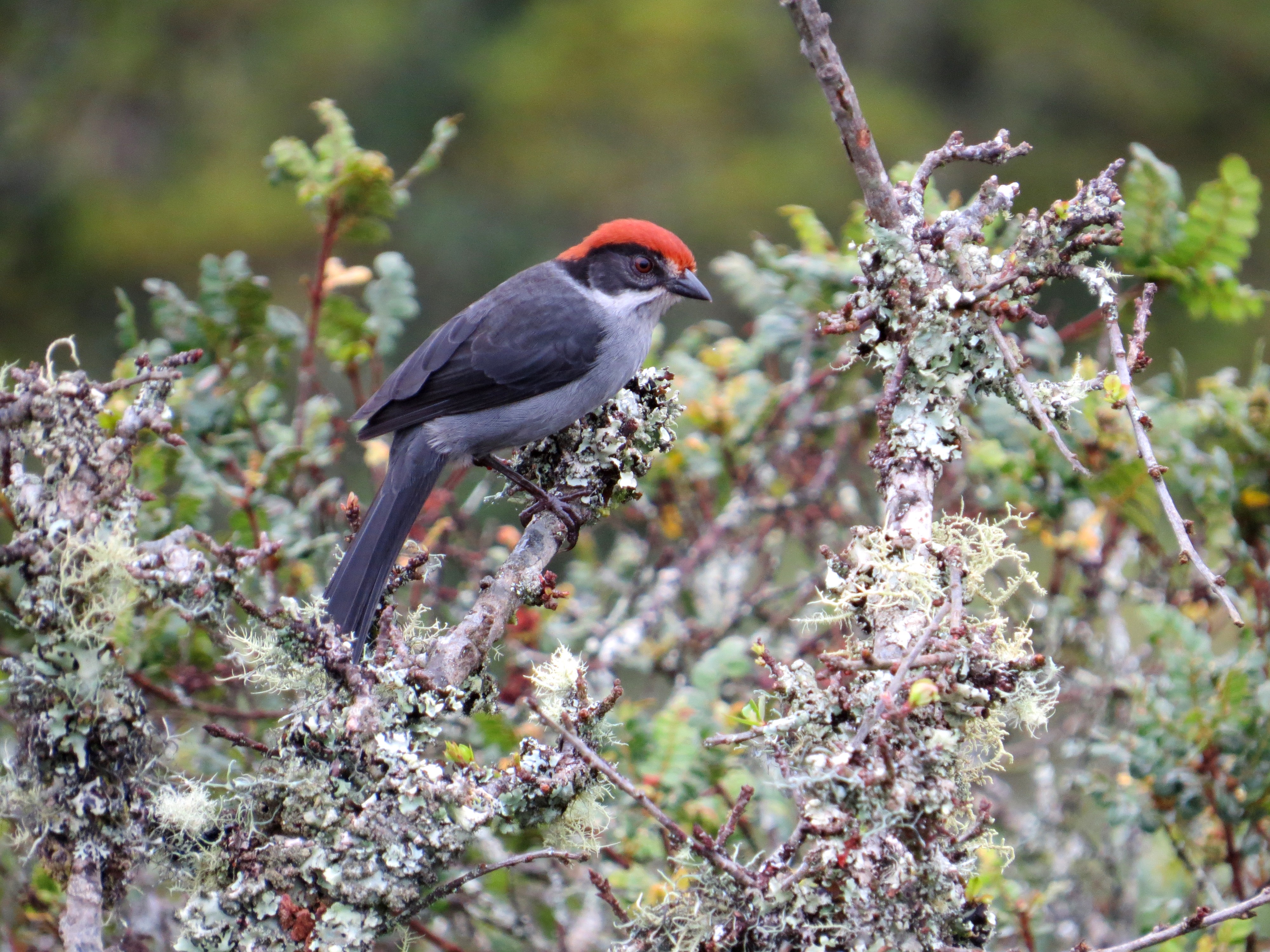 Campaña científica en Antioquia para encontrar al pajarito más paisa del mundo