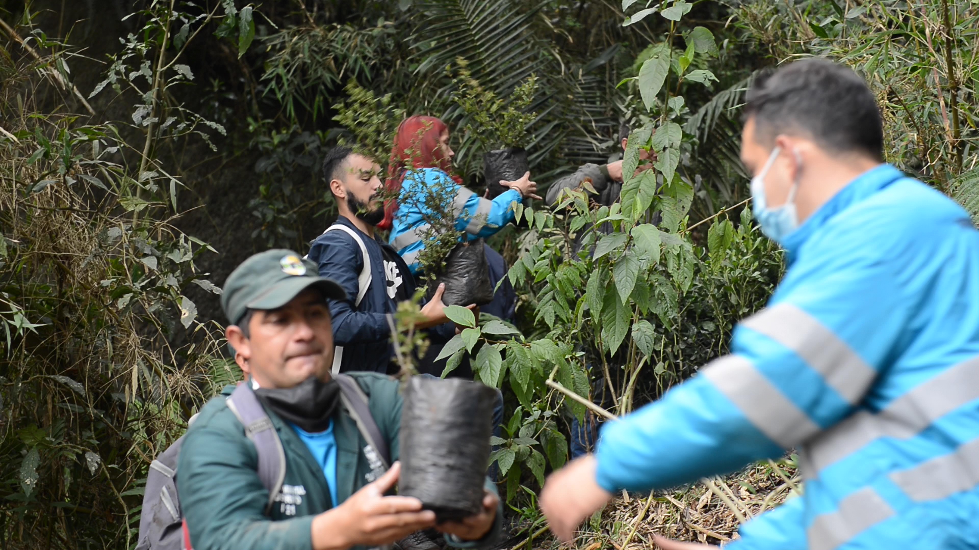 Sembraron cerca de 500 árboles nativos en los cerros orientales de Bogotá