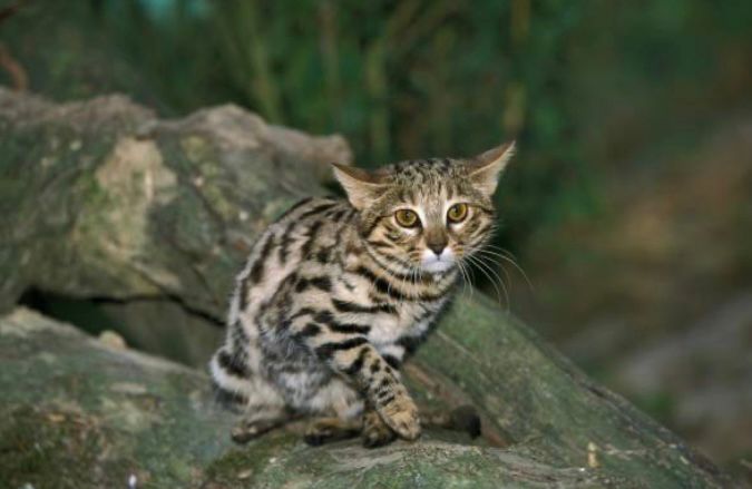 Gato patinegro o gato de patas negras