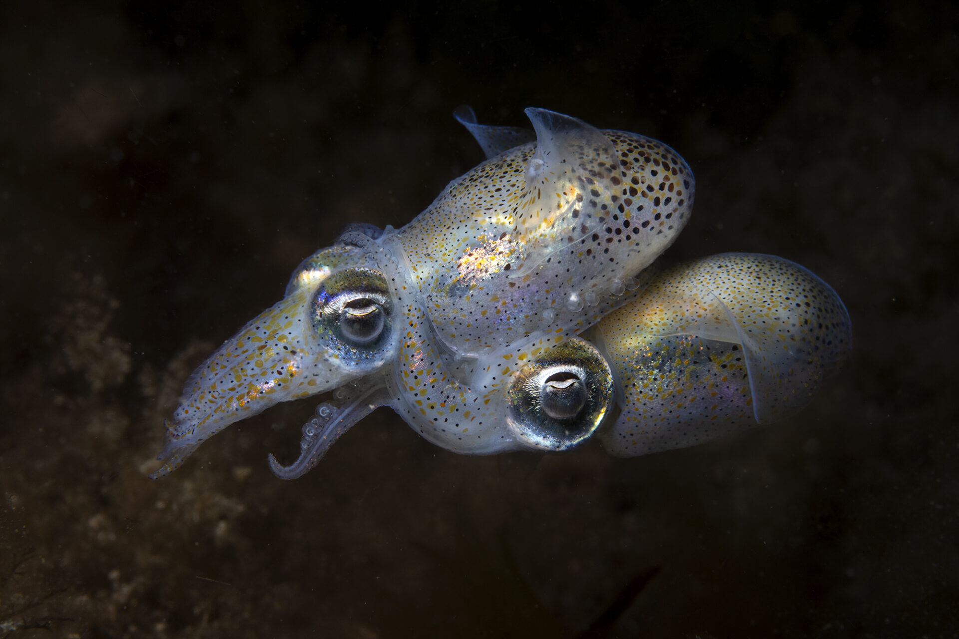 Estas son las fotografías ganadoras del premio Ocean Photographer of the Year.